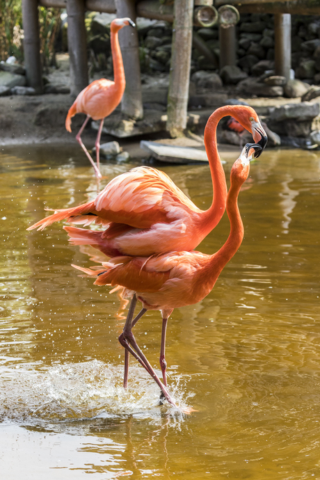 Flamingoliefde