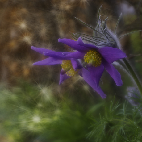 Wildemanskruid (Pulsatilla vulgaris).