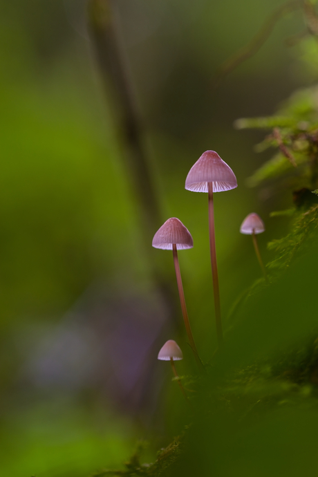 Mycena