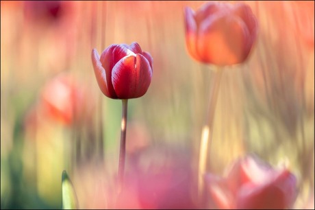 Dutch Tulip