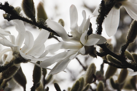 Ster magnolia