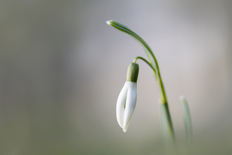 Sneeuwklokje 25-01-2026