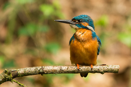 Ijsvogel man