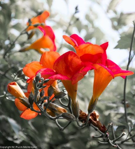 Red Flowers