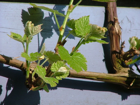 De eerste bladeren van de druivenstruik