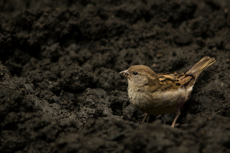 Digging in the dirt