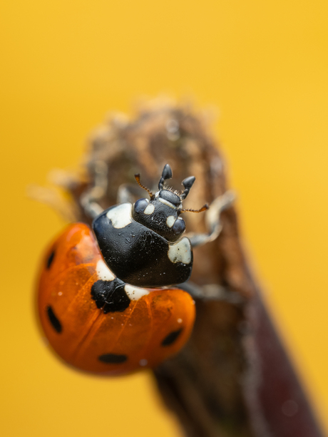 7 stippelig lieveheersbeestje 