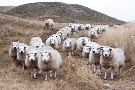 schapen in de eerste sneeuwvlokjes