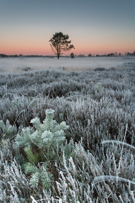 Kalmthoutse heide