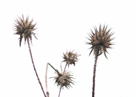 distel