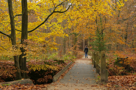 Herfstkleuren