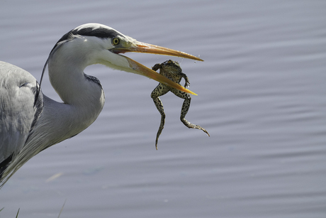 De reiger en de kikker