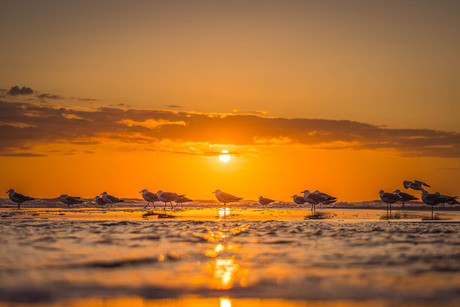 Zonsondergang met meeuwen