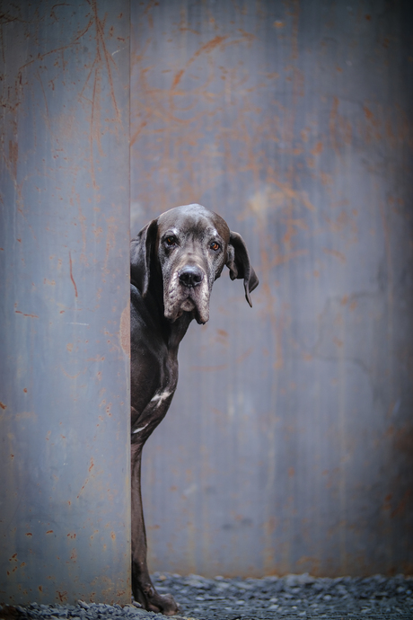 Old Great Dane lady