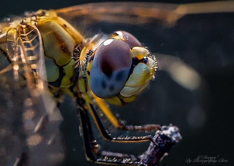 Dragonfly in Close-Up