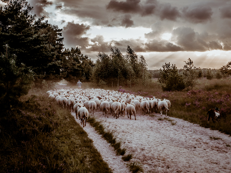 Schapen / Kalmthoutse heide