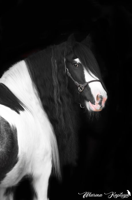 Irish cob