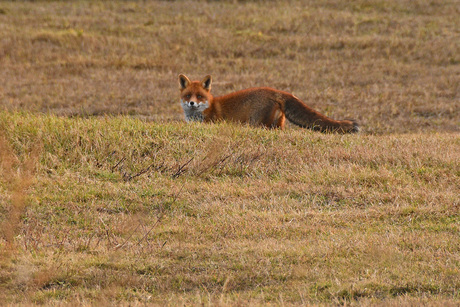 Fotograaf in zicht; dekking.....