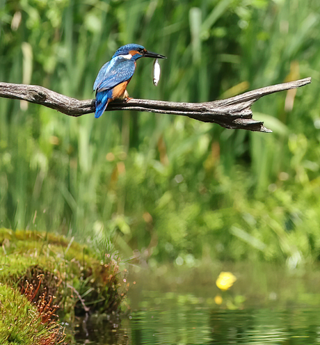 ijsvogel