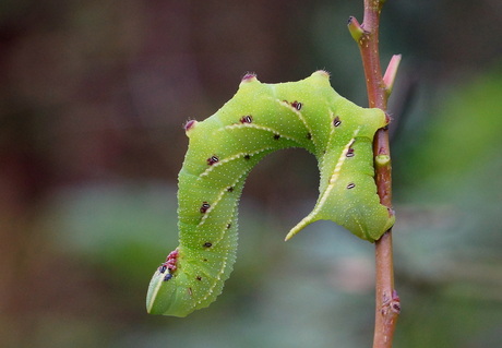 Rups van Mimas tiliane