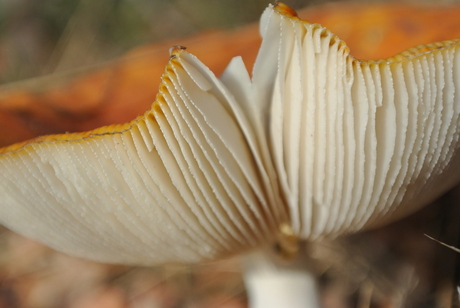 Rood met witte stippen...