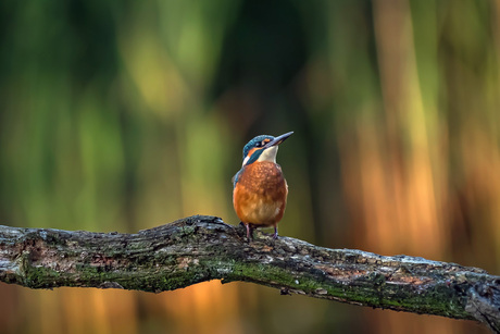 ijsvogel