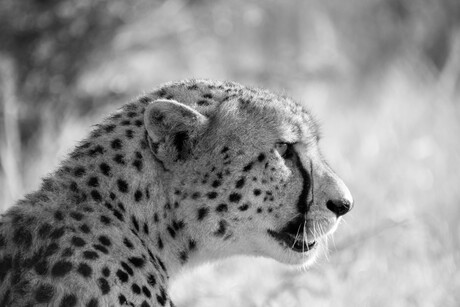 Cheetah