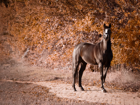 paard