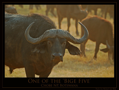 One of the Big Five