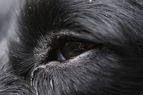Het oog ....