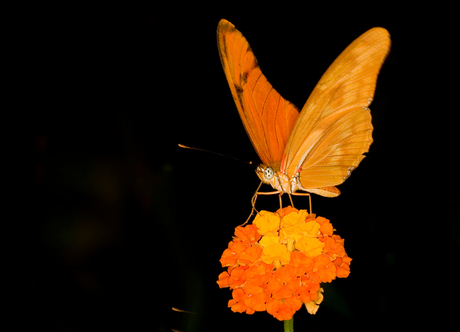 Mooi oranje vlinder