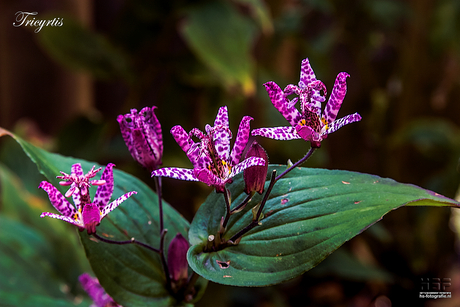 5917 Tricyrtis