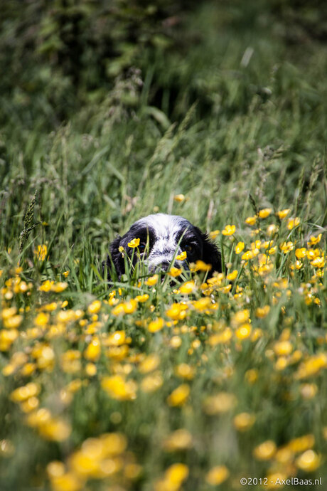 Libby in het gras