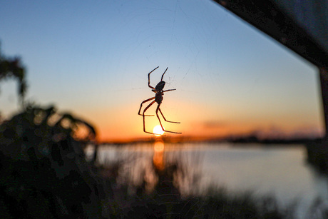 Spin bij zonsondergang.
