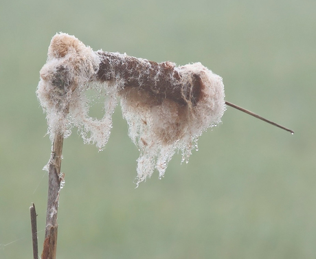 Geknakte ontplofte rietsigaar met dauwdruppeltjes