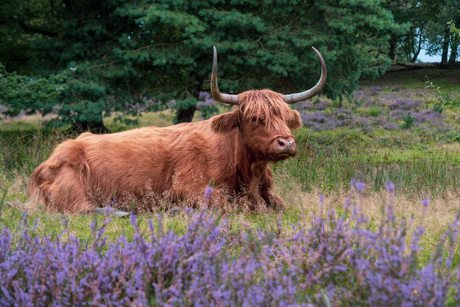 Hooglander op de Posbank