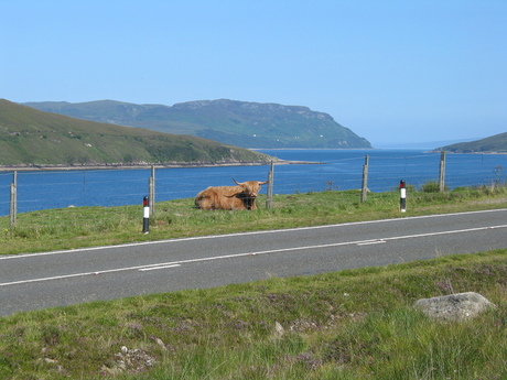 Highland Cow op Skye