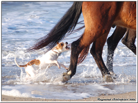 Hond achter Paard aan