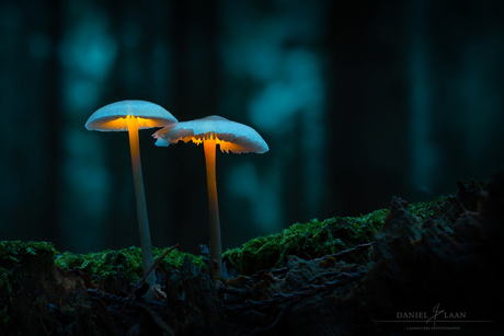 Twins in the Dark Forest