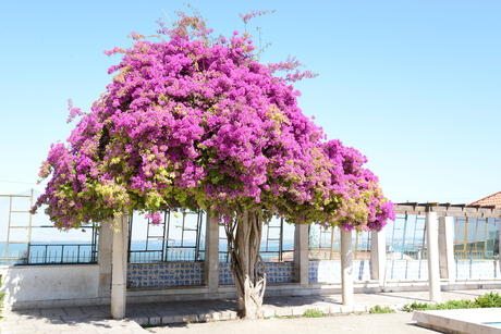 Duizend en één flowers