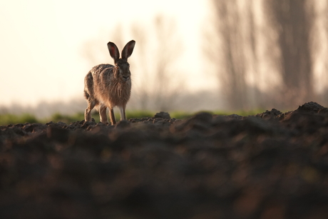 Haas in tegenlicht