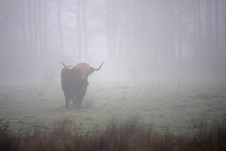 Schotse Hooglander in de mist