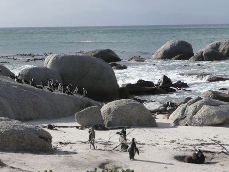 Pinquins Kaapstad