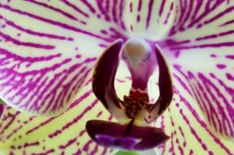 orchidee