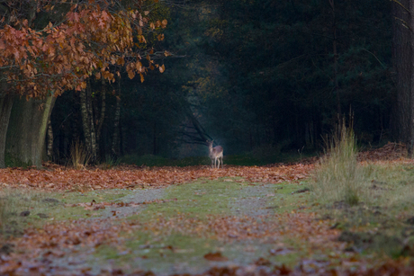 Damhert, Deelderwoud, Veluwe. 20151108