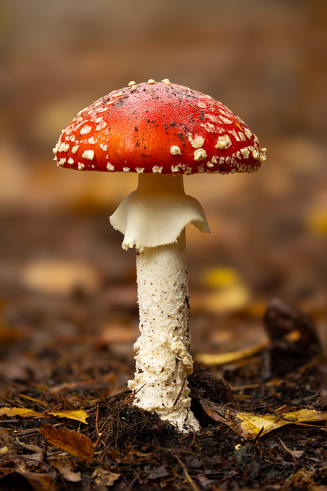 De klassieker onder de paddenstoelen