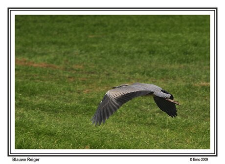 Blauwe Reiger