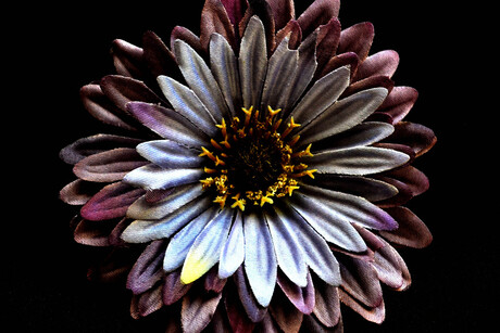 Dark flower
