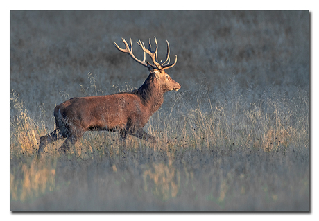 laatste zonnestralen
