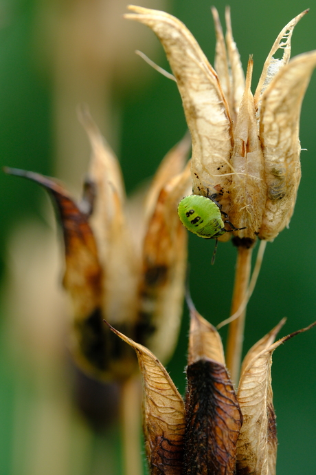 Groene schildwants